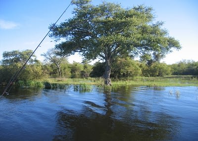 shackletons tiger fish fishing lodges upper zambezi zambia