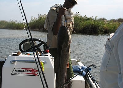 Shackletons Tiger Fishing Lodge Catfish Fishing on the Upper Zambezi River